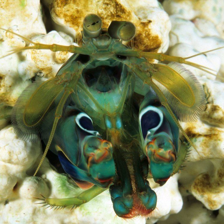 Gonodactylus Optics amp Photonics Focus Mantis shrimp Gonodactylus smithii