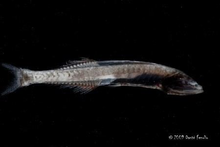 Gonostomatidae Monterey Bay39s Deep Water Wildlife anotheca