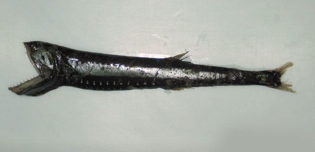 Gonostomatidae Fish Identification