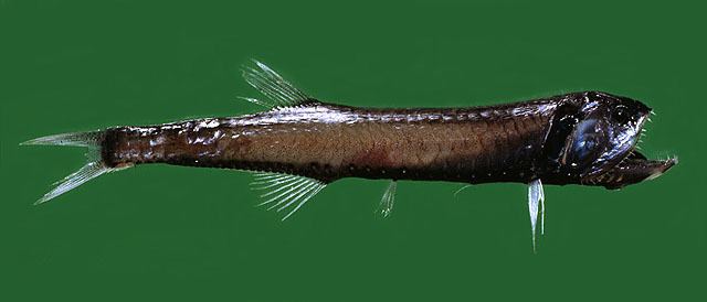 Gonostomatidae Fish list in Portugal