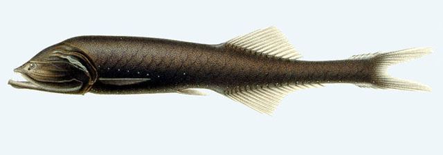 Gonostomatidae Fish Identification