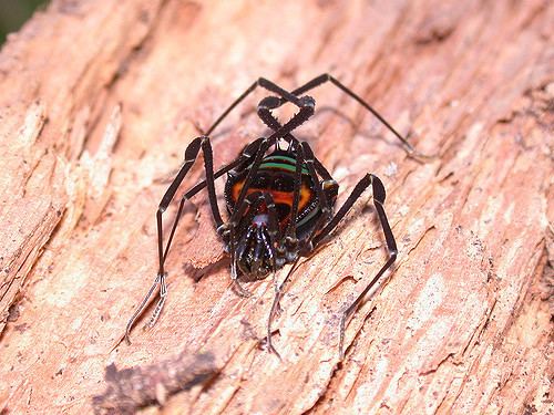 Gonyleptidae Sadocus sp Gonyleptidae Pachylinae Near Lago Villarica Flickr