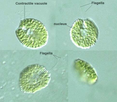 Gonyostomum protistihoseiacjpPDBImagesHeterokontophyta