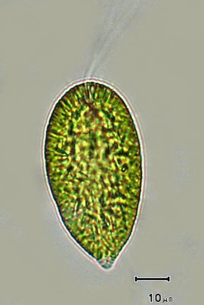 Gonyostomum Phycokey Gonyostomum images