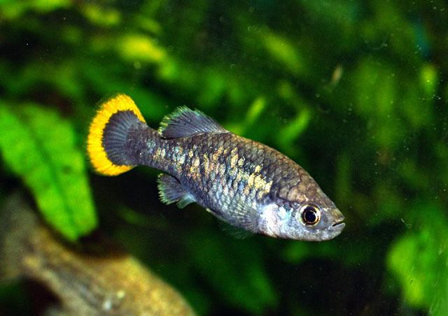 Goodeidae Fish Identification