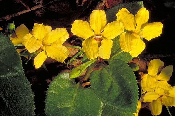 Goodenia ovata