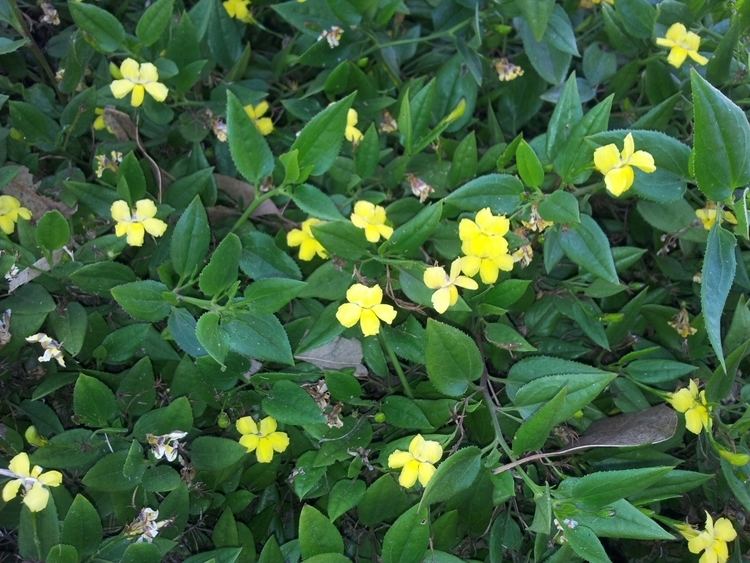 Goodenia Goodenia ovata 39Gold Cover39 Goodenia Gardening With Angus