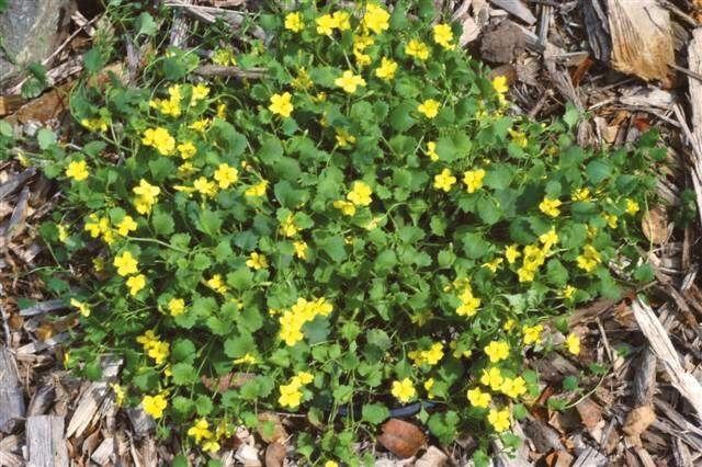 Goodenia Goodenia 39Gold Trail39 Goodenia Gardening With Angus