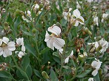 Goodenia albiflora httpsuploadwikimediaorgwikipediacommonsthu