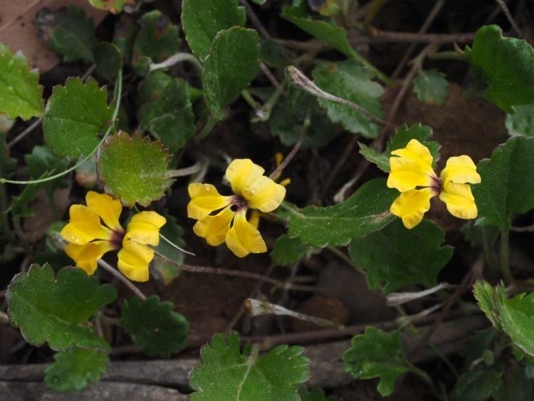 Goodenia hederacea Goodenia hederacea subsp alpestris at Namadgi National Park