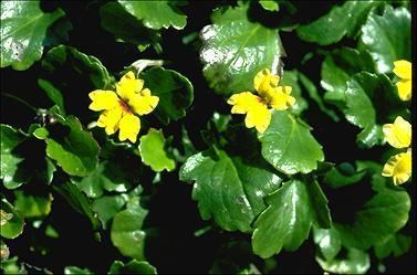 Goodenia hederacea Goodenia hederacea 8185323218160092jpg