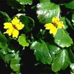 Goodenia hederacea Goodenia hederacea Growing Native Plants