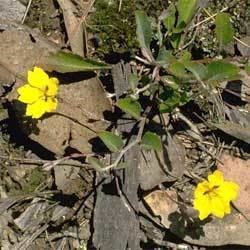 Goodenia hederacea httpswwwanbggovaugnpinterns2008goodenia