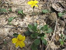 Goodenia lanata httpsuploadwikimediaorgwikipediacommonsthu