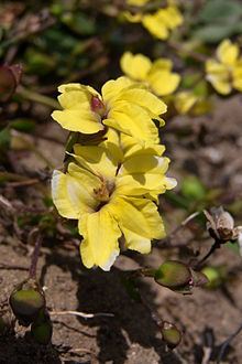 Goodenia paniculata httpsuploadwikimediaorgwikipediacommonsthu