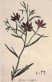 Goodeniaceae httpsuploadwikimediaorgwikipediacommonsthu