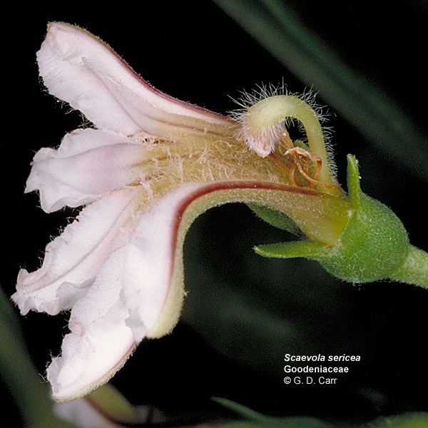 Goodeniaceae Flowering Plant Families UH Botany