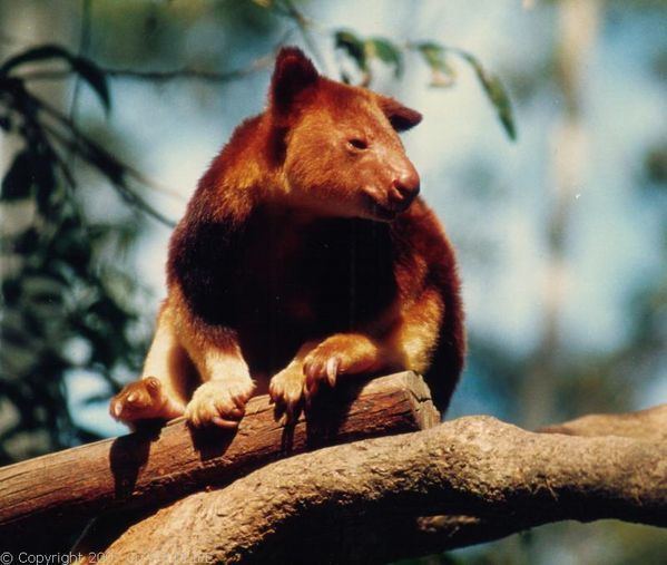 Goodfellow's tree-kangaroo Goodfellow39s Treekangaroo Dendrolagus goodfellowi