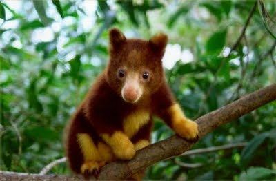 Goodfellow's tree-kangaroo Goodfellow39s Tree Kangaroo The Animals Biography