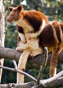 Goodfellow's tree-kangaroo httpsuploadwikimediaorgwikipediacommonsthu