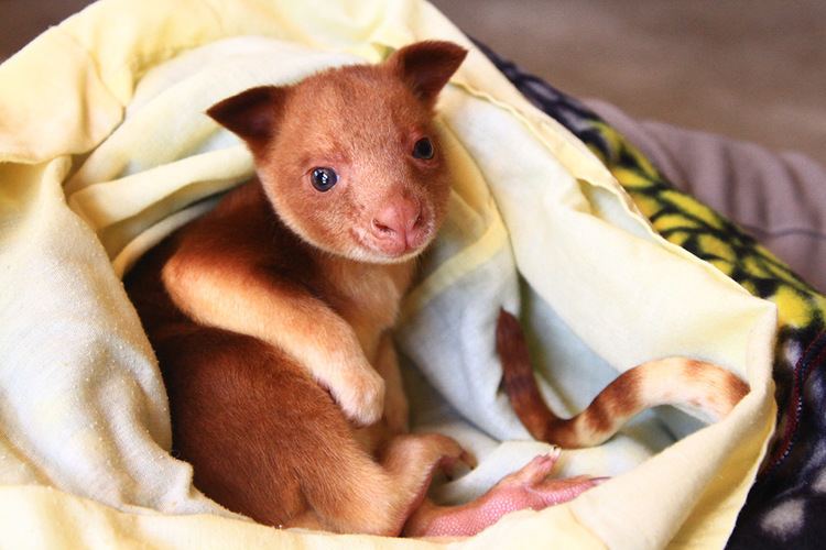 Goodfellow's tree-kangaroo Goodfellow39s Tree Kangaroo Adelaide Zoo