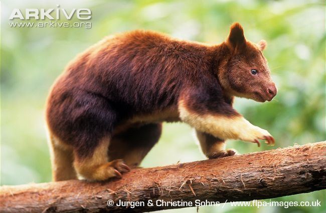 Goodfellow's tree-kangaroo Goodfellow39s tree kangaroo photo Dendrolagus goodfellowi G19090