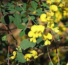 Goodia lotifolia httpsuploadwikimediaorgwikipediacommonsthu