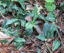 Goodyera oblongifolia httpsuploadwikimediaorgwikipediacommonsthu