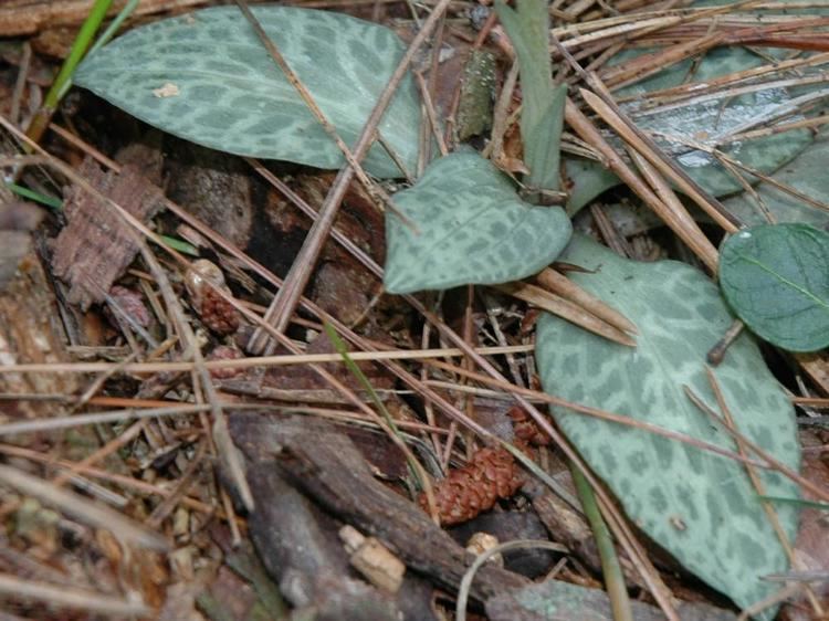 Goodyera tesselata Goodyera tesselata Checkered Rattlesnake Plantain Go Orchids