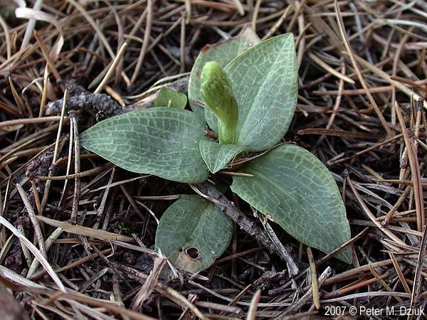 Goodyera tesselata Goodyera tesselata Tesselated Rattlesnake Plantain Minnesota