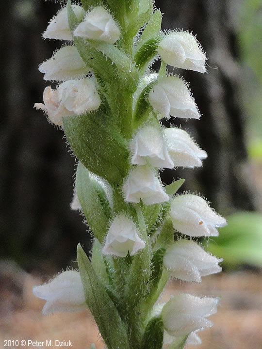 Goodyera tesselata Goodyera tesselata Tesselated Rattlesnake Plantain Minnesota