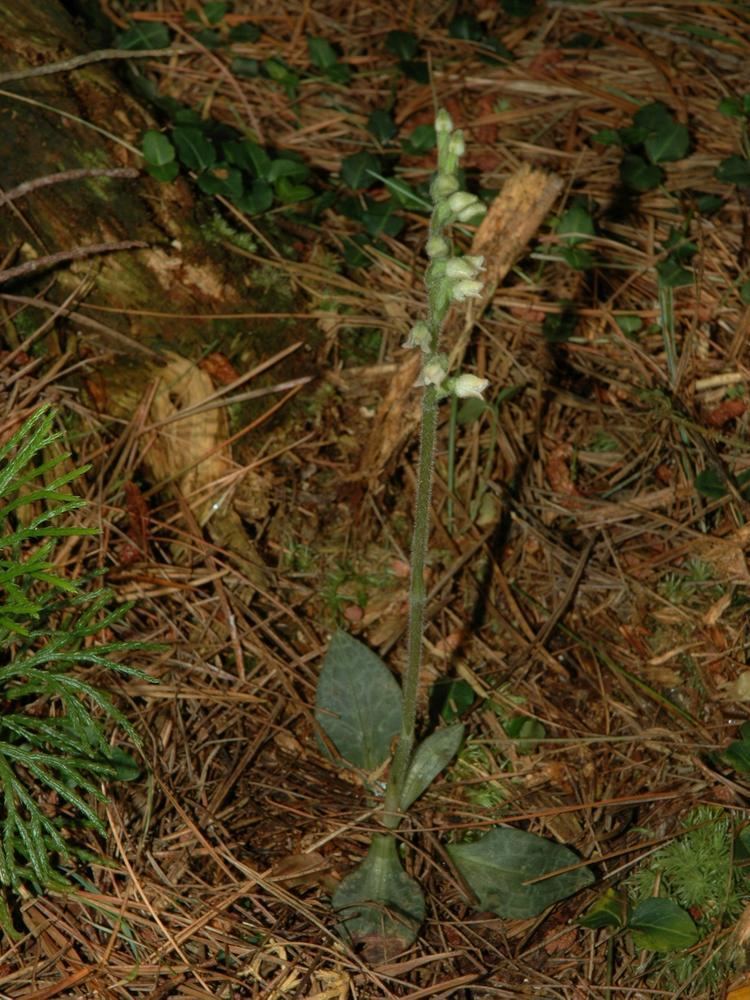 Goodyera tesselata Goodyera tesselata Checkered Rattlesnake Plantain Go Orchids