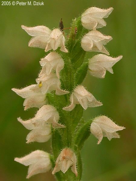 Goodyera tesselata Goodyera tesselata Tesselated Rattlesnake Plantain Minnesota