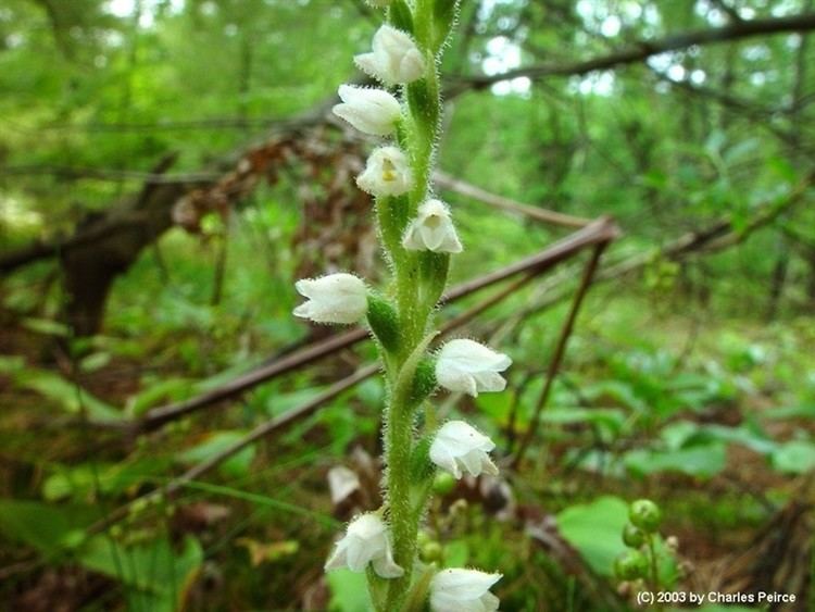 Goodyera tesselata Goodyera tesselata checkered rattlesnakeplantain Go Botany