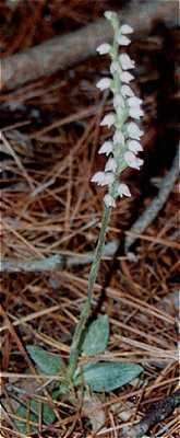 Goodyera tesselata Online Virtual Flora of Wisconsin Goodyera tesselata