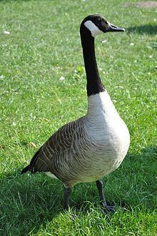 Goose httpsuploadwikimediaorgwikipediacommonsthu