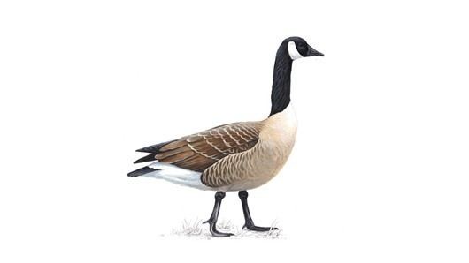 Goose The RSPB Canada goose