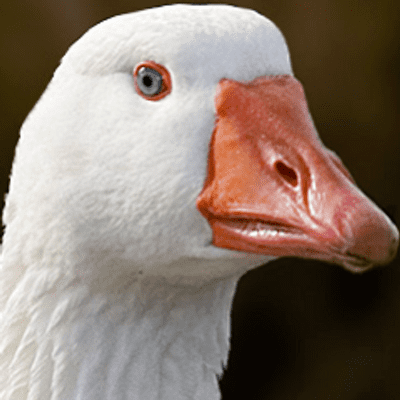 Goose goose hostilegoose Twitter
