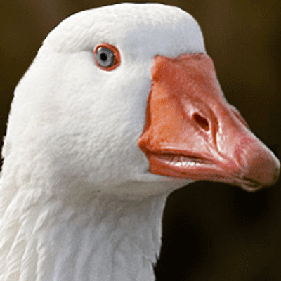 Domestic goose - Wikipedia