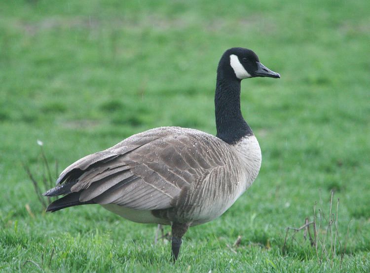 Goose Canada Geese Flywaysus