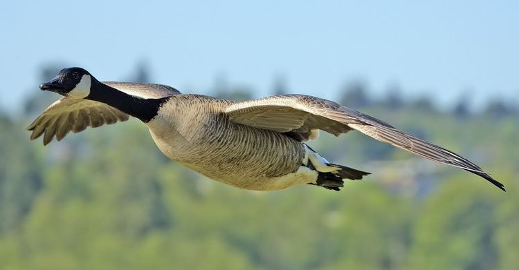 Goose Goose Wikipedia