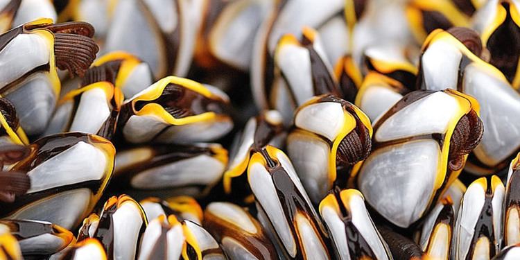 Goose barnacle Goose Barnacle Facts 15 Things You Didn39t Know Part 1