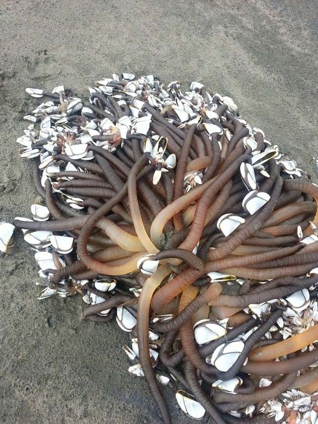 Goose barnacle This Giant Colony Of Goose Barnacles Washed Up In New Zealand