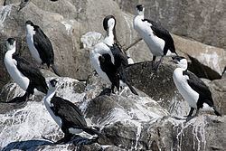 Goose Island (South Australia) httpsuploadwikimediaorgwikipediacommonsthu