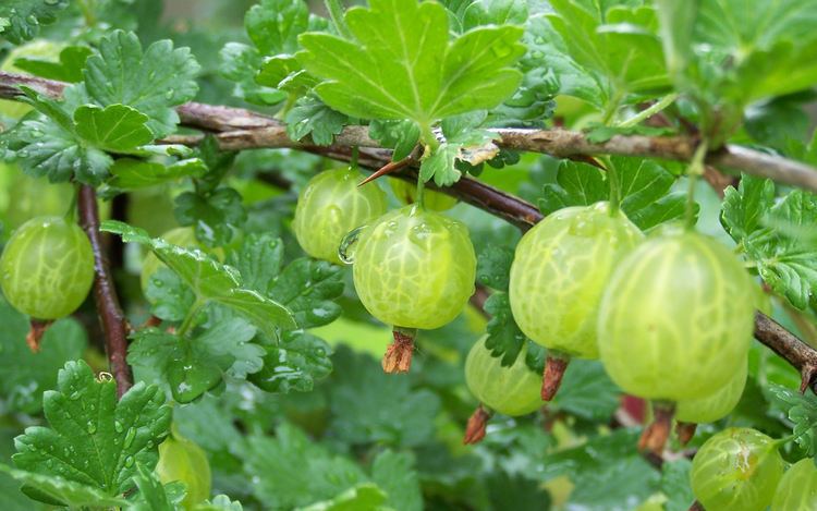 Gooseberry Gooseberry A Natural Health Rejuvenator Healthyliving from