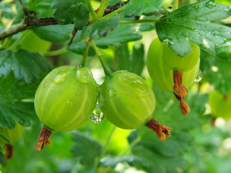 Gooseberry Superfood that may slow the aging process DrAxecom
