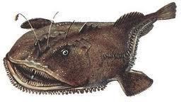 Goosefish Goosefish Facts About Goose Fish Benthic Fish