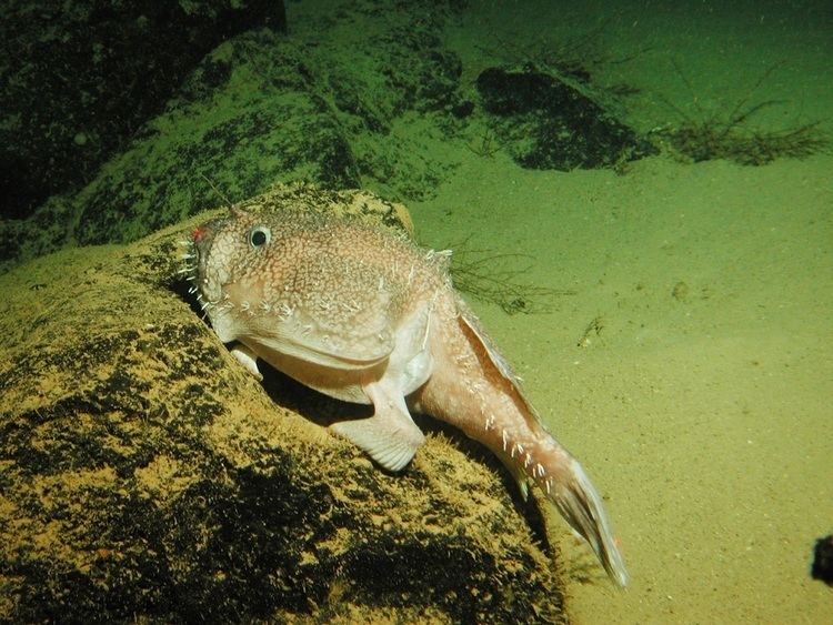 Goosefish Real Monstrosities Deep Sea Goosefish