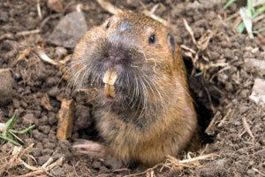 Gopher Get rid of Gophers Gopher Bait Gopher Damage Kaput Products