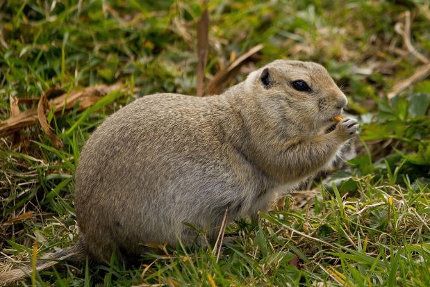 Gopher Gopher Problems and Gopher Control